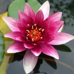 Lotus Çiçeği: Anlamı, Özellikleri ve Faydaları