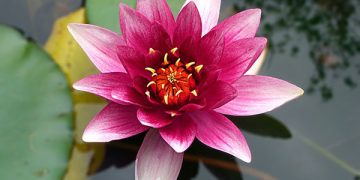 Lotus Çiçeği: Anlamı, Özellikleri ve Faydaları